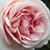 Ružičasta - Nostalgična ruža - Aphrodite®